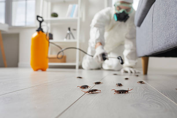Commercial Rodent Management in Lake Darby